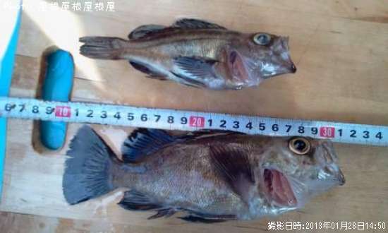 ��Х�����