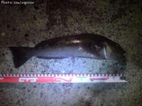 �����ʥ�