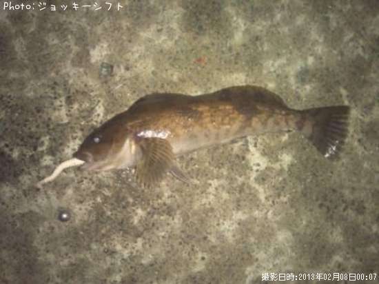 �����ʥ�