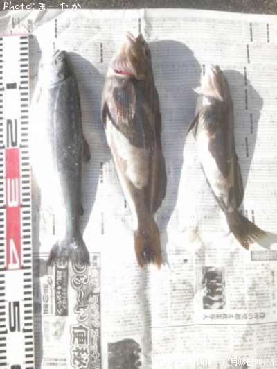 �����ʥ�