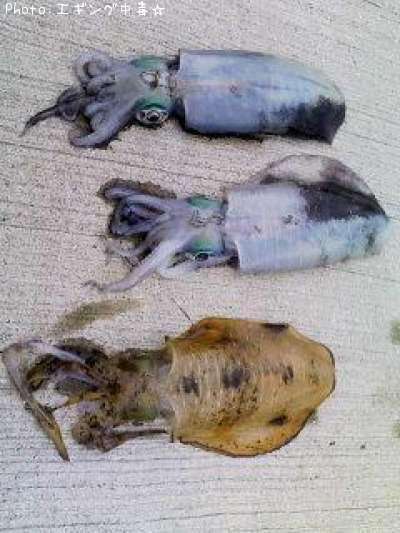 �����ꥤ��