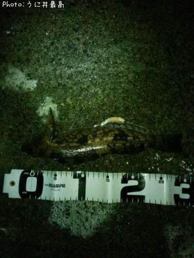 �����ʥ�