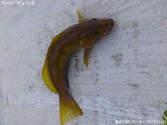 �����ʥ�