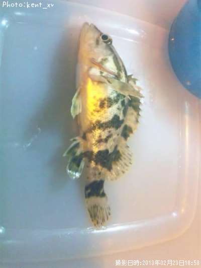 �����Υ���Х�