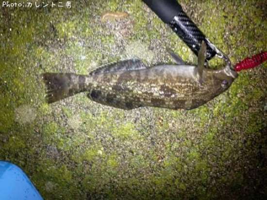 �����ʥ�