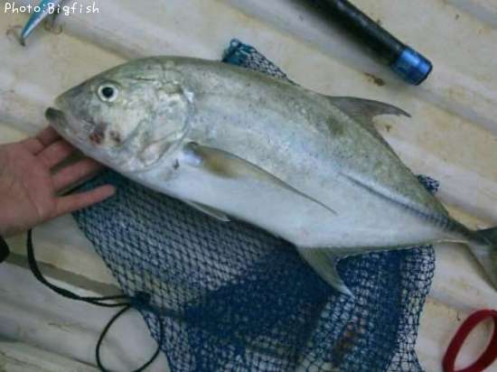 ���˥ҥ饢��