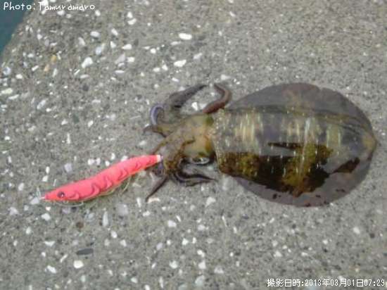 �����ꥤ��