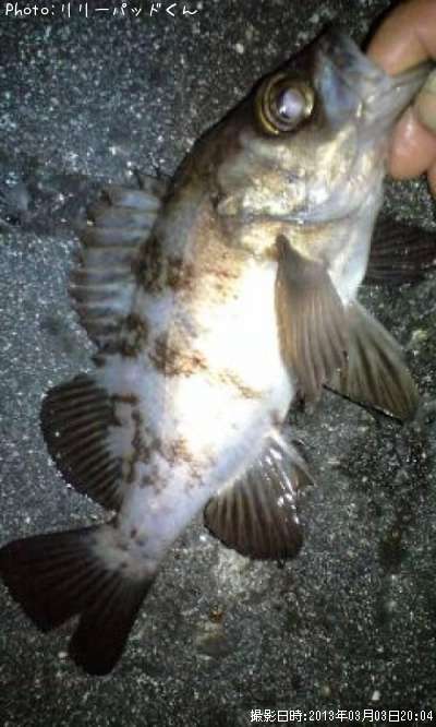 ��Х�����