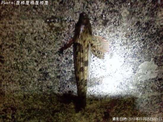 �����ʥ�