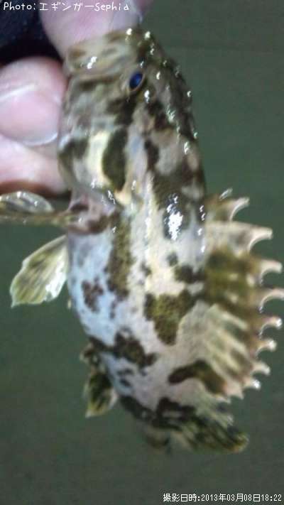 �����Υ���Х�