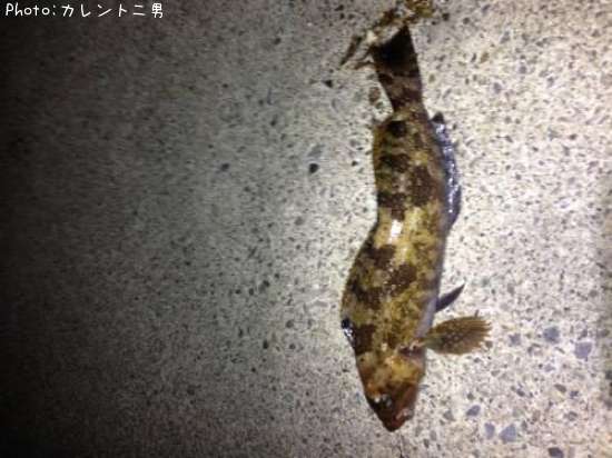 �����ʥ�