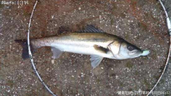 �����Ф�