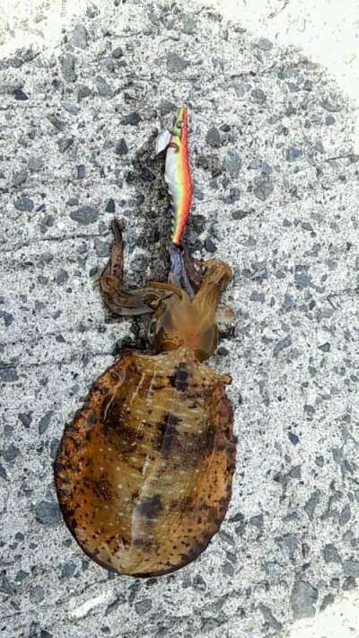 �����ꥤ��