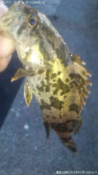 �����Υ���Х�