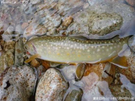 �˥å��������