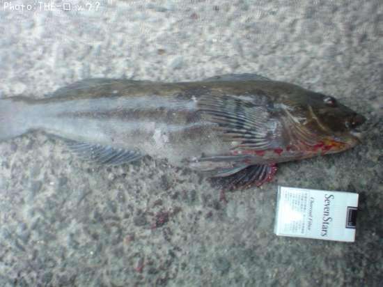 �����ʥ�