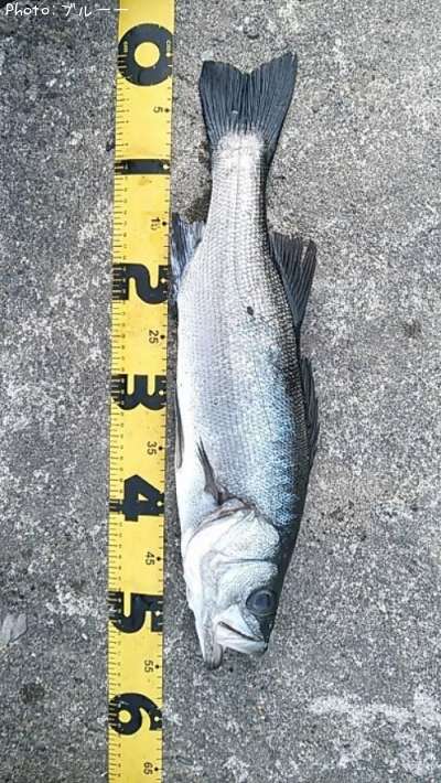 �ҥ饻����