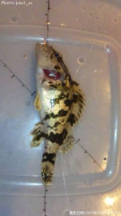 �����Υ���Х�