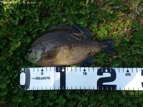 �֥롼����