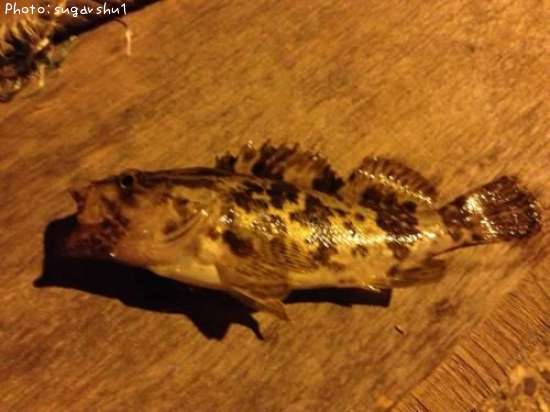 �����Υ���Х�