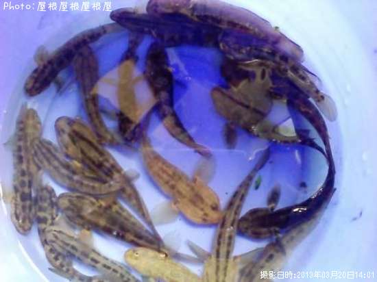 �ϥ������ã�ʾС�