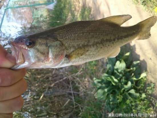 �֥�å��Х�