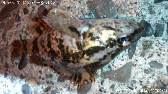 �����Υ���Х�