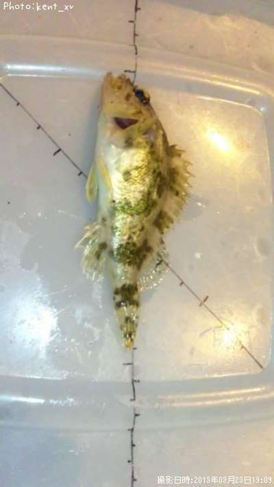 �����Υ���Х�