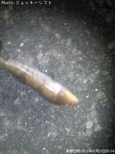 �����ʥ�