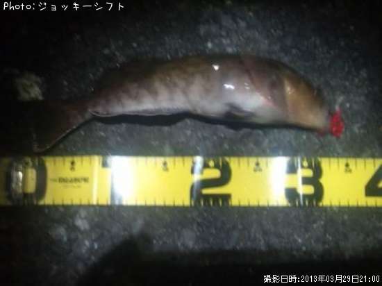 �����ʥ�