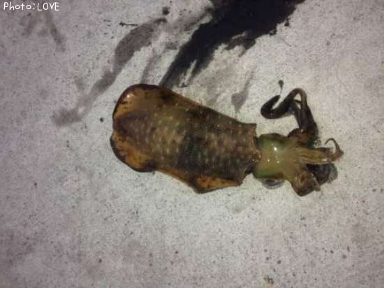 �����ꥤ��