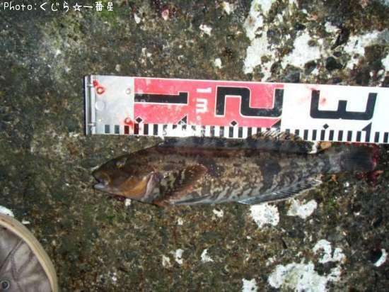 �����ʥ�