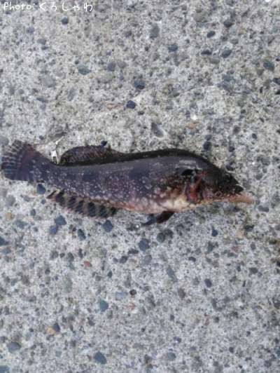 �����ʥ�