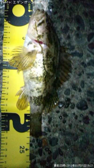 �����Υ���Х�