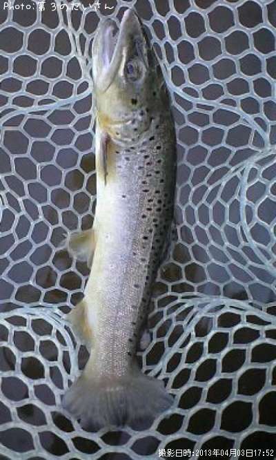 �֥饦��ȥ饦��