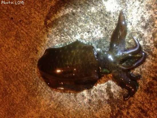 �����ꥤ��