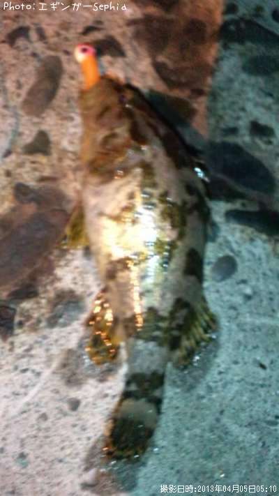 �����Υ���Х�