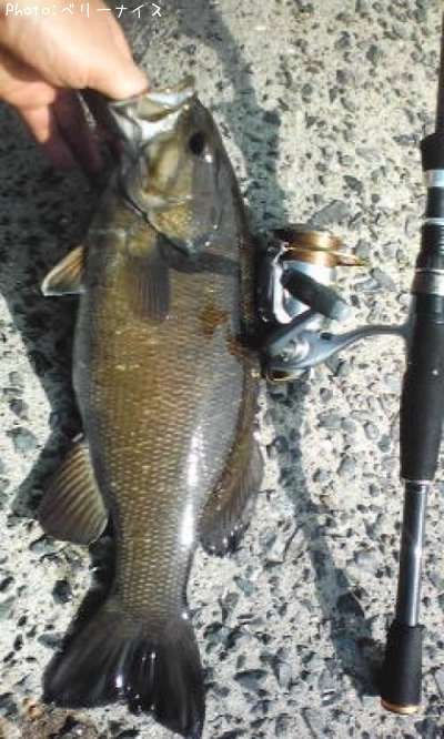 ���⡼��ޥ����Х�