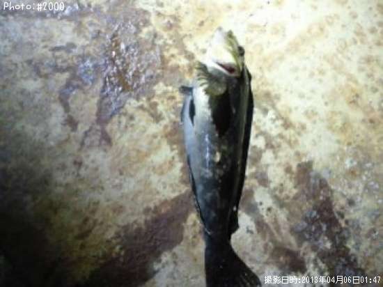 �����ʥ�