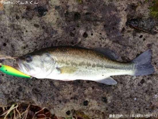 �֥�å��Х�