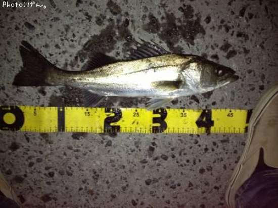 �����Х�