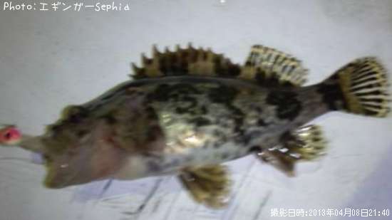 �����Υ���Х�