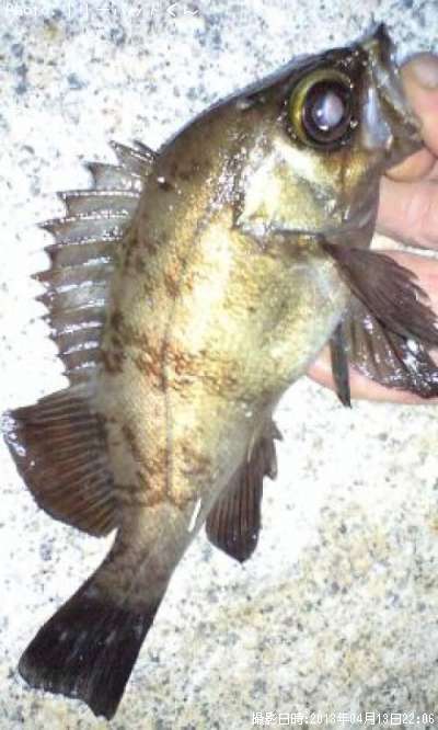 ��Х�����