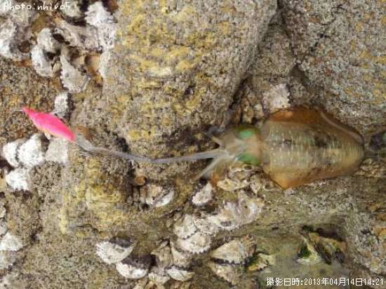 �����ꥤ��