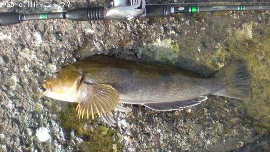 �����ʥ�