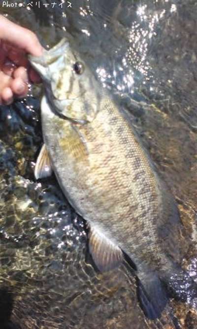 ���⡼��ޥ����Х�