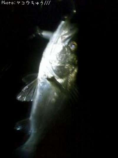 �����Х�