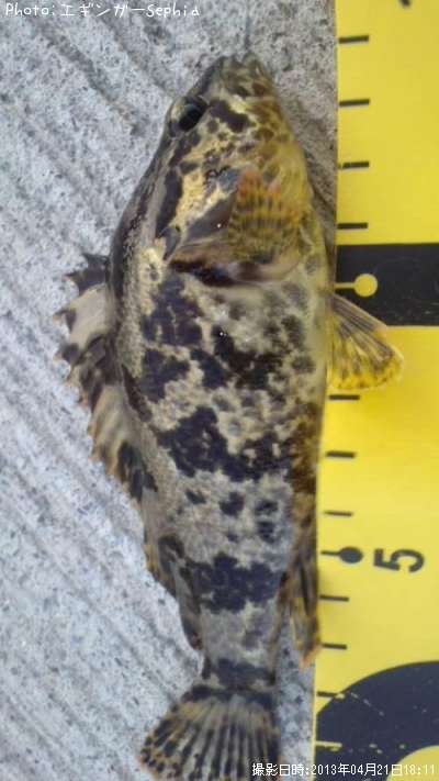 �����Υ���Х�