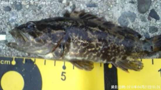 �����Υ���Х�