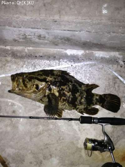 �٥å�������